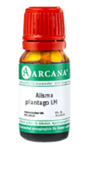 ALISMA plantago LM 22 Dilution